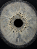Iris Silver — Dark palette, 18 x 24 in float framed canvas
