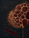 Muscles II — Dark palette, 18 x 24 in float framed canvas
